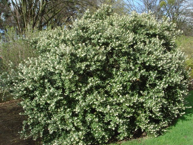 Osmanthus x burkwoodii